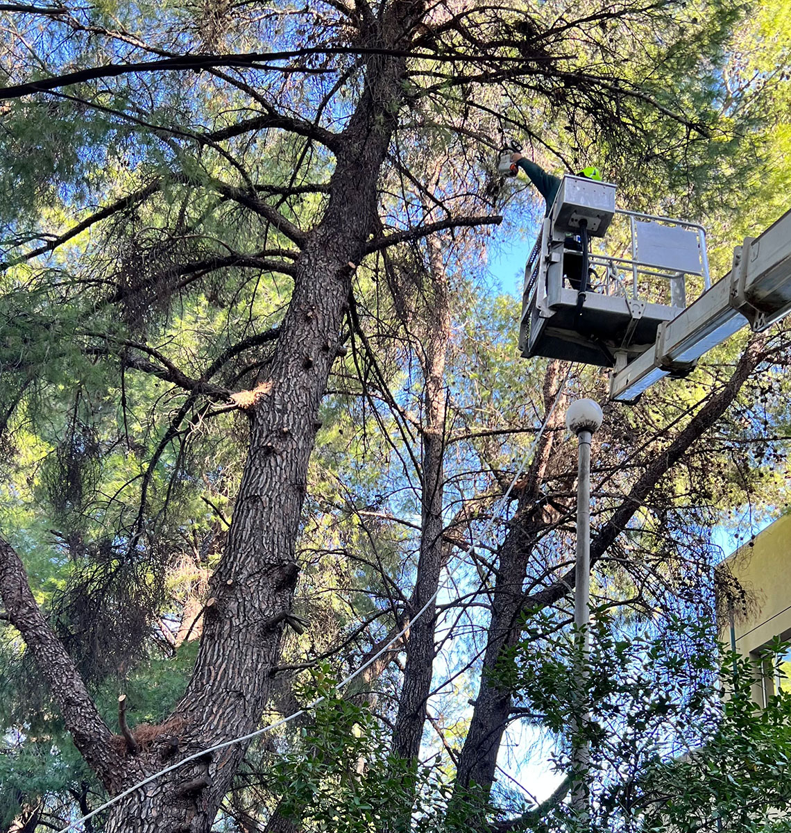 Κλάδεμα ψηλών δέντρων